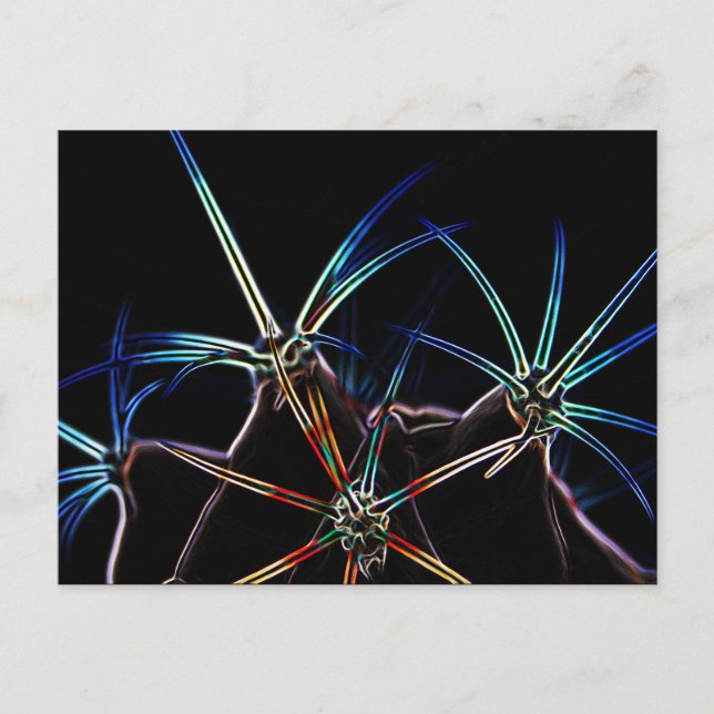 Carte Postale Cactus 1 pccnm (Devant)