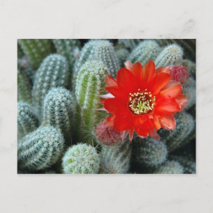 Carte Postale Cactus à fleur orange