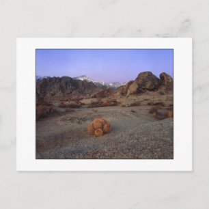 Carte Postale "Cactus Avec Vue" - Grand Angle