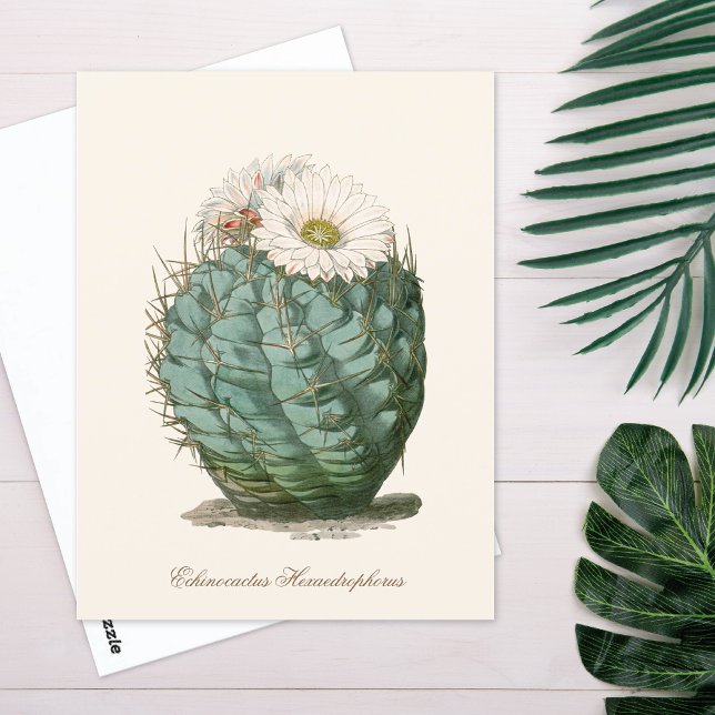 Carte Postale Cactus Barrel Fleur Blanche (Créateur téléchargé)