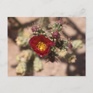 Carte Postale Cactus Bloom