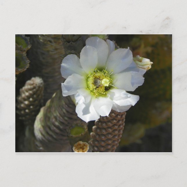 Carte Postale Cactus Bloom (Devant)