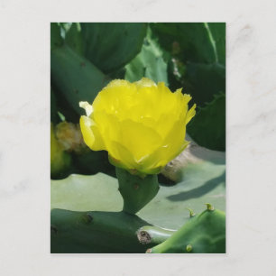 Carte Postale Cactus Bloom