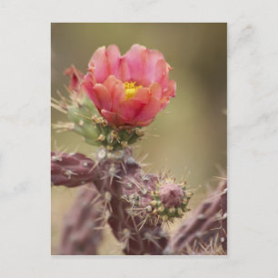 Carte Postale Cactus Cholla en floraison