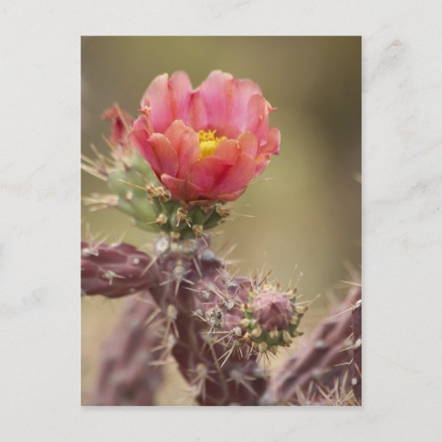 Carte Postale Cactus Cholla en floraison (Devant)