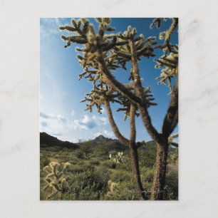 Carte Postale Cactus dans le Parc National du Saguaro, Arizona