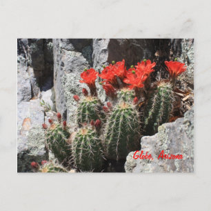 Carte Postale Cactus dans le Rocher