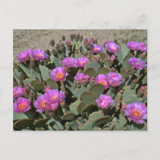 Carte Postale Cactus de la Tête de castor