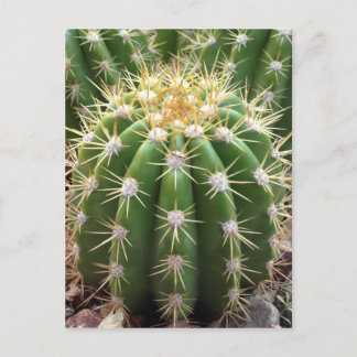 Carte Postale Cactus de l'Arizona