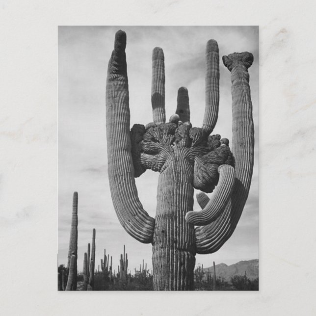 Carte Postale Cactus de l'Arizona (Devant)