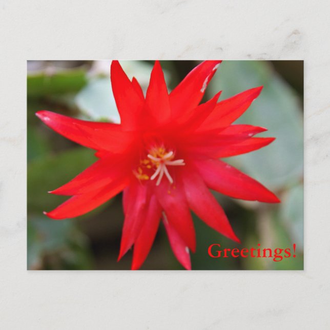 Carte postale - Cactus de Pâques (Devant)