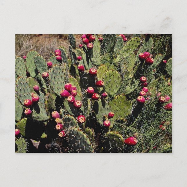 Carte Postale Cactus de poire de poulet, désert de Sonoran (Devant)