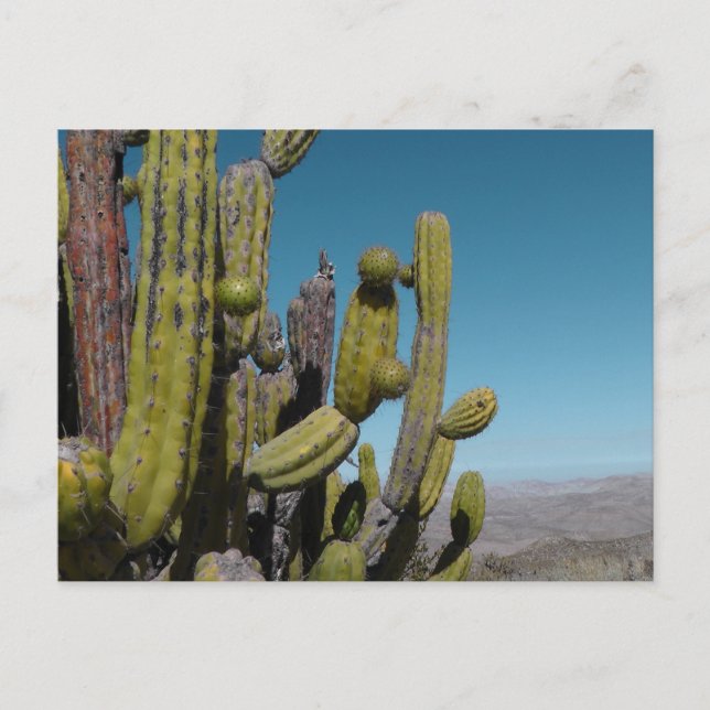 Carte Postale Cactus du désert (Devant)