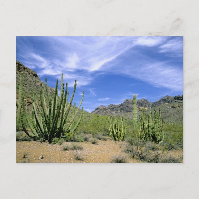Carte Postale Cactus du désert au Monument national de la cornem (Devant)