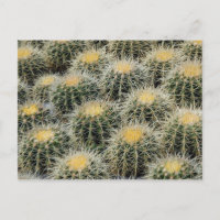 Cactus en tonneau doré dans une crèche.