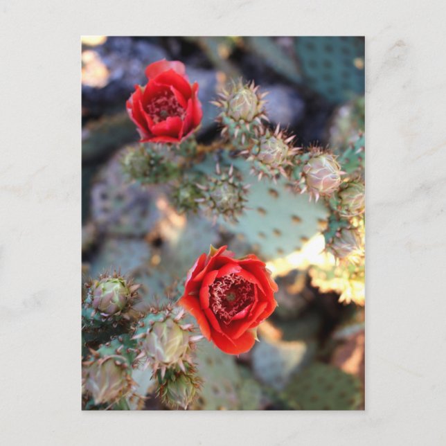 Carte Postale Cactus Flowers (Devant)