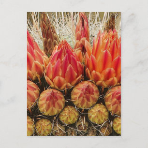 Carte Postale Cactus Flowers 012j