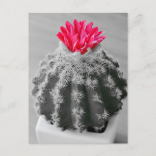 Carte Postale Cactus Plante noir blanc photo avec Fleur rose