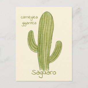 Carte postale Cactus Saguaro.