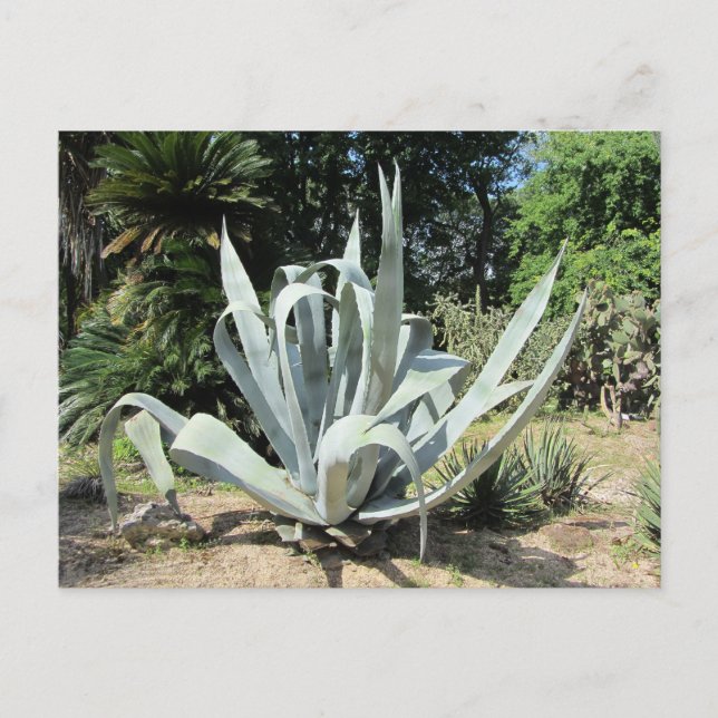 Carte Postale Cactus sauvage (Devant)