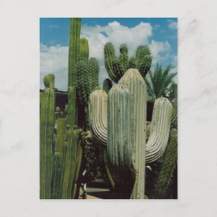 Carte Postale Cactus sud-ouest