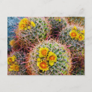 Carte Postale Cactus tonneau en gros plan, Californie