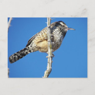 Carte Postale Cactus Wren