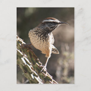 Carte postale Cactus Wren