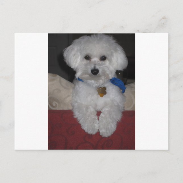 Carte Postale Cadeau maltais (Devant)