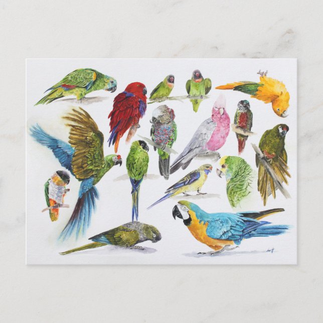 Carte Postale Cadeau pour les amateurs de perroquets partout (Devant)