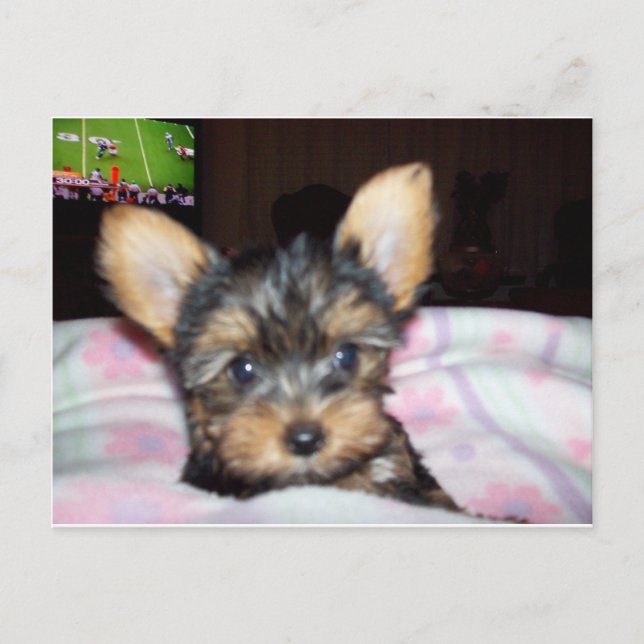 Carte Postale Cadeaux Amoureux de les chiens Yorkie Puppy (Devant)
