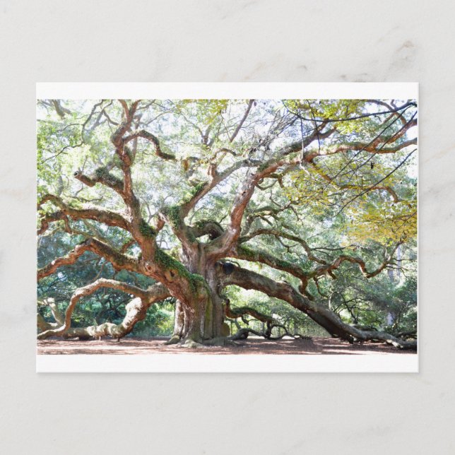 Carte Postale Cadeaux de chêne Angel (Devant)