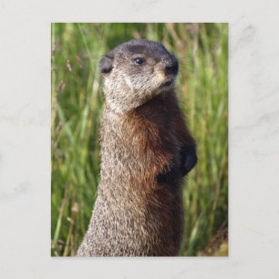 Carte Postale Cadeaux de marmottes à ventre jaune