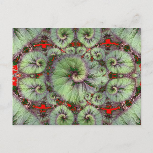 Carte Postale Cadeaux de Sharles pour la Begonia (Devant)