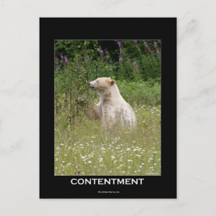 Carte Postale Cadeaux d'ours d'esprit