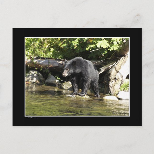 Carte Postale Cadeaux d'ours Noir "Saumon Spots" (Devant)