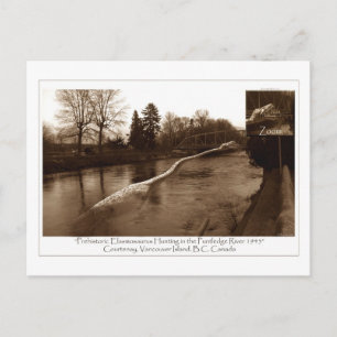 Carte Postale Cadeaux Elasmosaurus