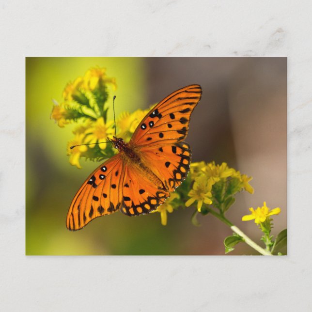 Carte Postale Cadeaux et vêtements de papillon fritillaire du Go (Devant)