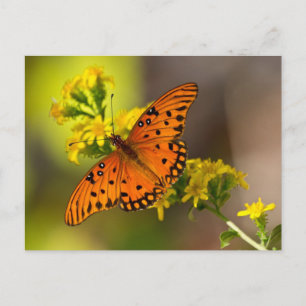 Carte Postale Cadeaux et Vêtements Papillon du Golfe Fritillaire