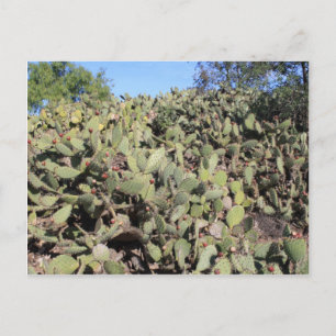 Carte Postale Cadeaux Prickly Pear
