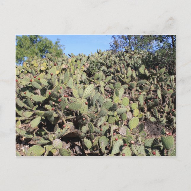 Carte Postale Cadeaux Prickly Pear (Devant)