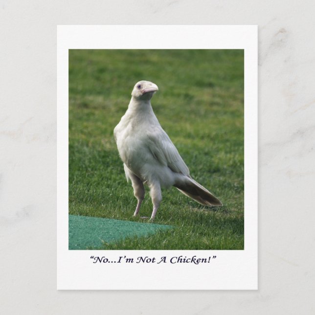 Carte Postale Cadeaux Rare White Raven (Devant)