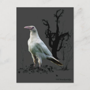 Carte Postale Cadeaux "Rare White Raven"