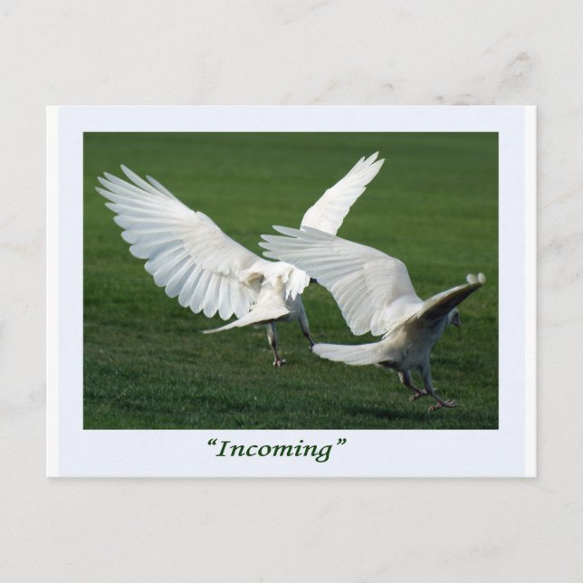 Carte Postale Cadeaux Rare White Raven (Devant)