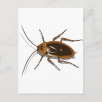 Cafard réaliste brun insecte