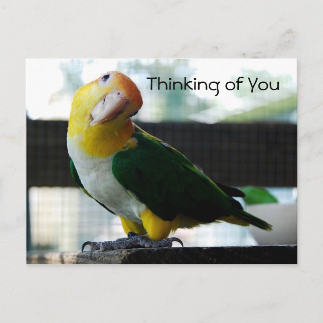 Carte postale Caique (Devant)