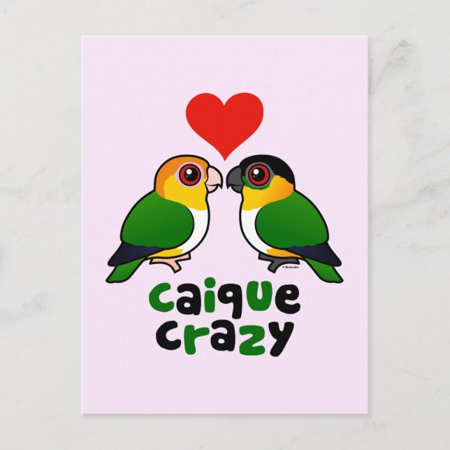 Carte Postale Caique Crazy (Devant)