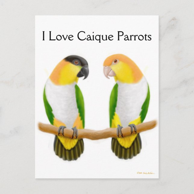 Carte postale Caique Parrot Love (Devant)
