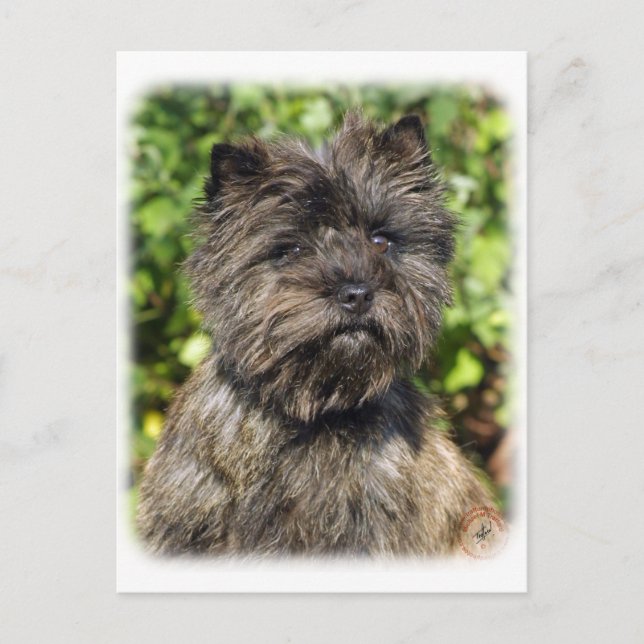 Carte Postale Cairn Terrier 9W048D-142_2 (Devant)