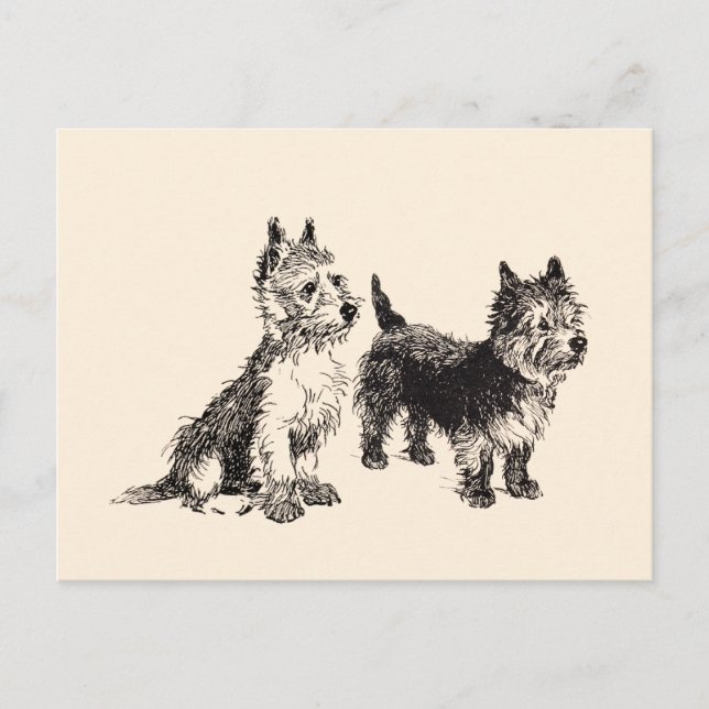Carte Postale Cairn Terriers stylo Vintage et encre (Devant)